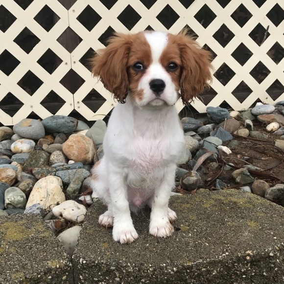 Meet your Posher, Aj - Picture 6 of 9